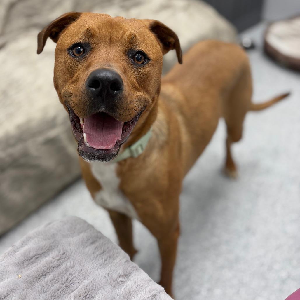 Enlarge Buttercup, an adopted mixed breed in Monticello, IA image 6/6