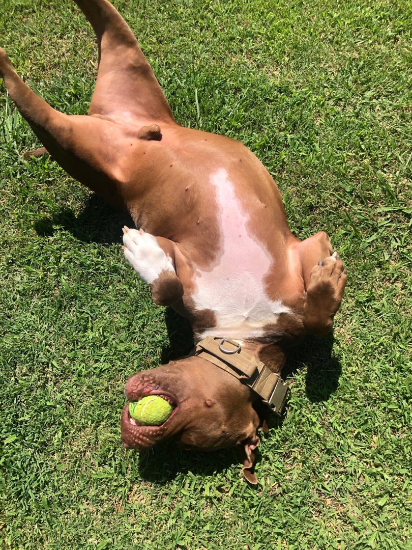 Rufus, a Adoptable mixed breed in Woodruff, SC image 2/5