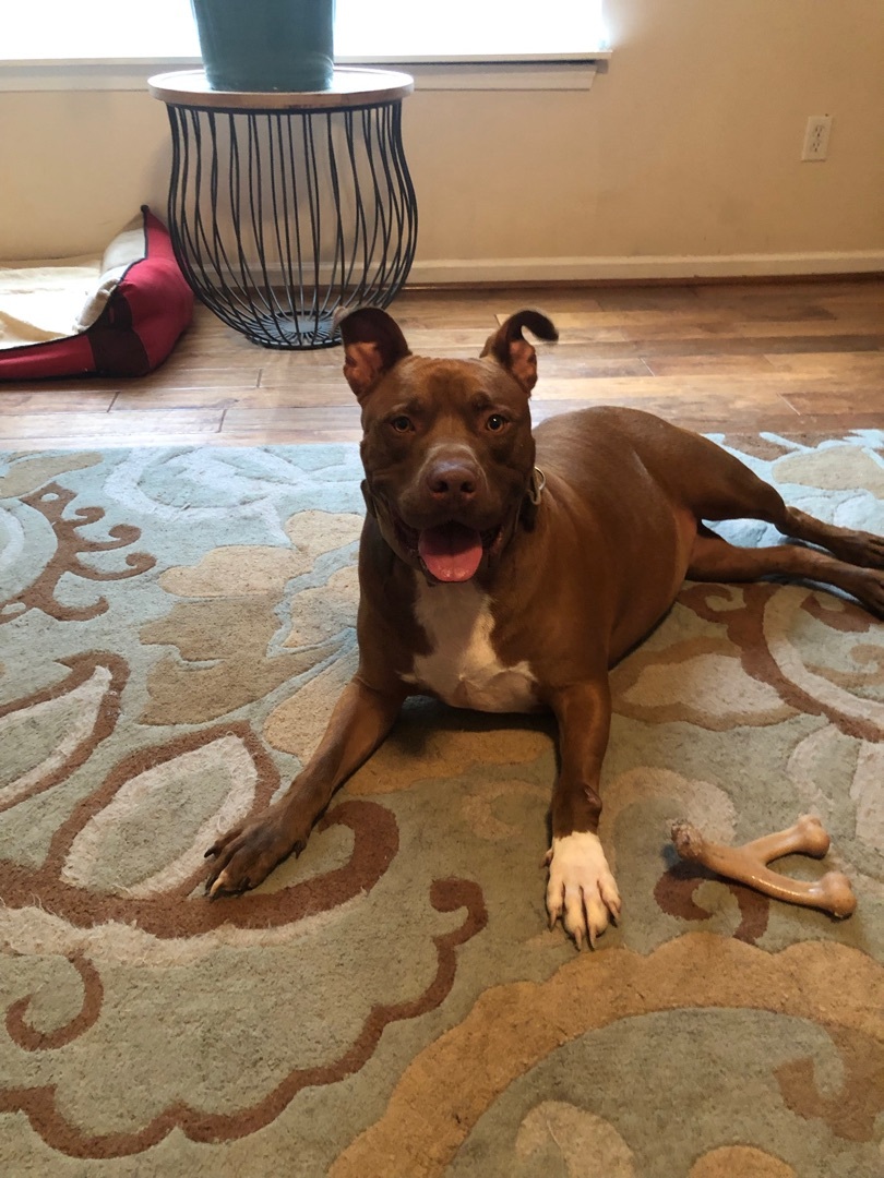 Rufus, a Adoptable mixed breed in Woodruff, SC image 3/5