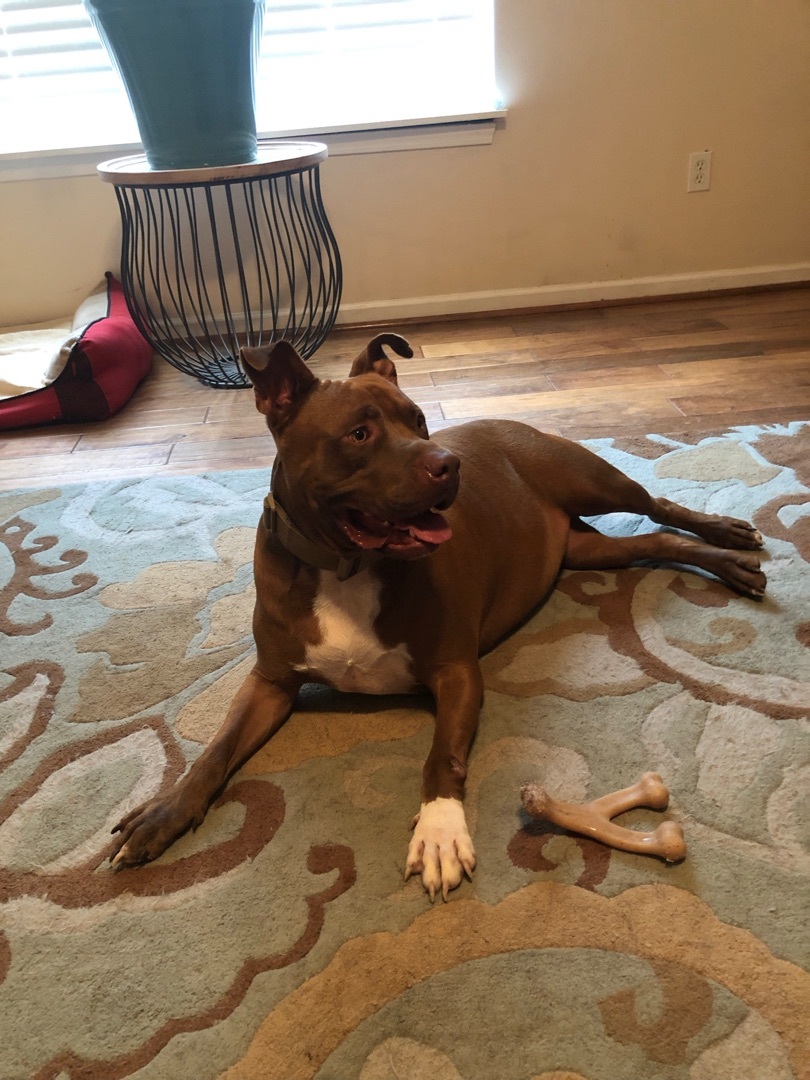 Rufus, a Adoptable mixed breed in Woodruff, SC image 4/5