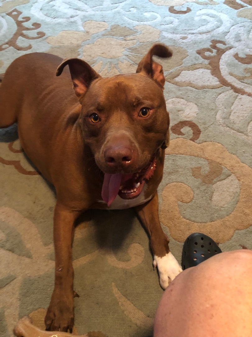 Rufus, a Adoptable mixed breed in Woodruff, SC image 5/5