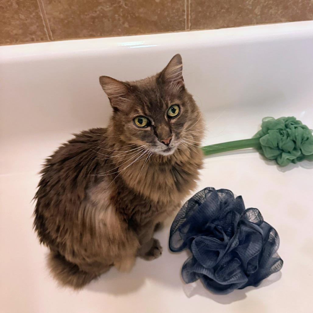 Ivan, Adoptable, Adult Male Domestic Long Hair.