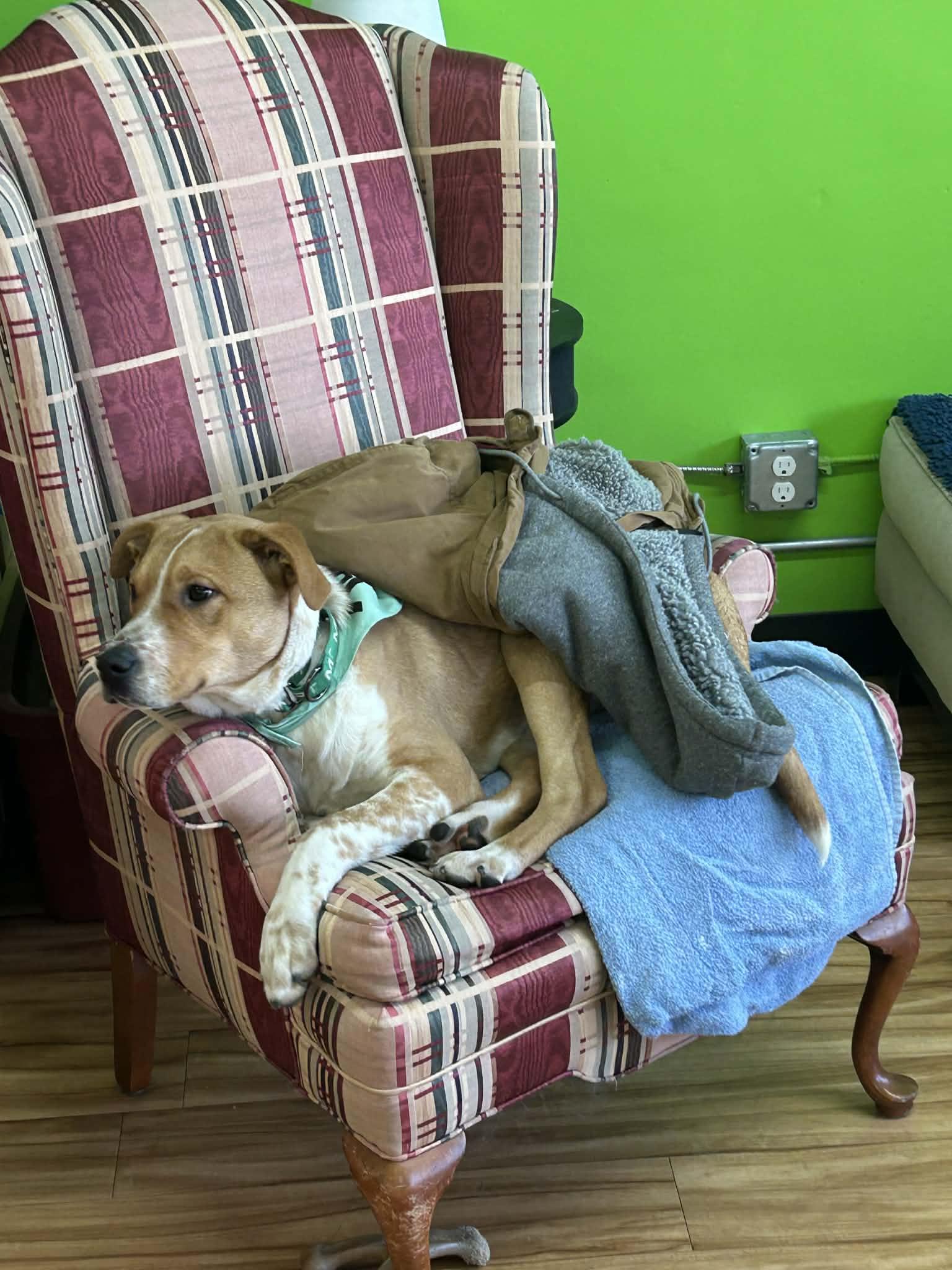 Enlarge Draco, an adopted mixed breed in Shelby, NC image 5/6