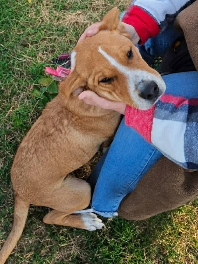 Enlarge Draco, an adopted mixed breed in Shelby, NC image 1/6