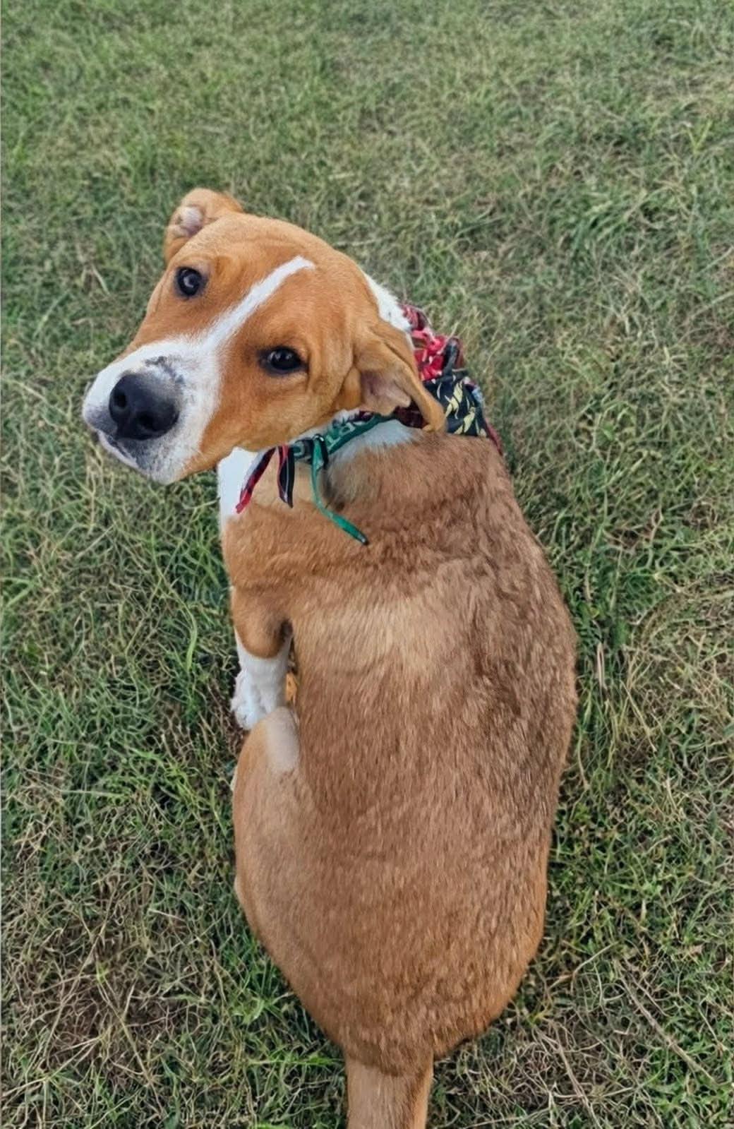 Enlarge Draco, an adopted mixed breed in Shelby, NC image 2/6