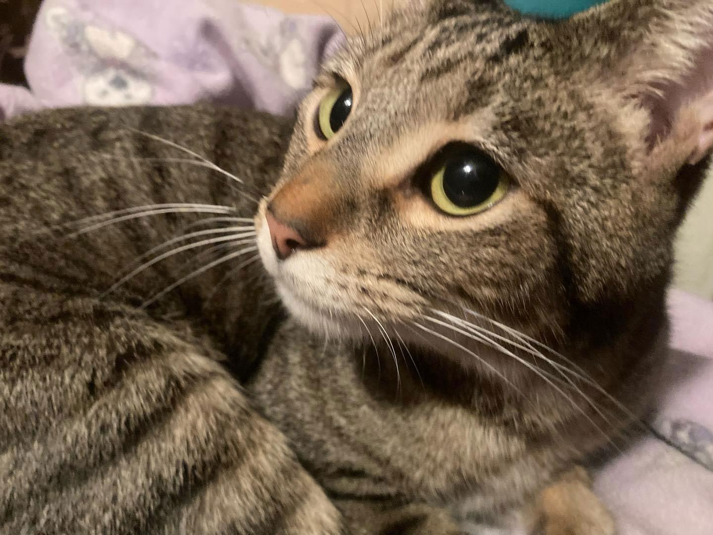 Iggy, Adoptable, Adult Male Domestic Short Hair.