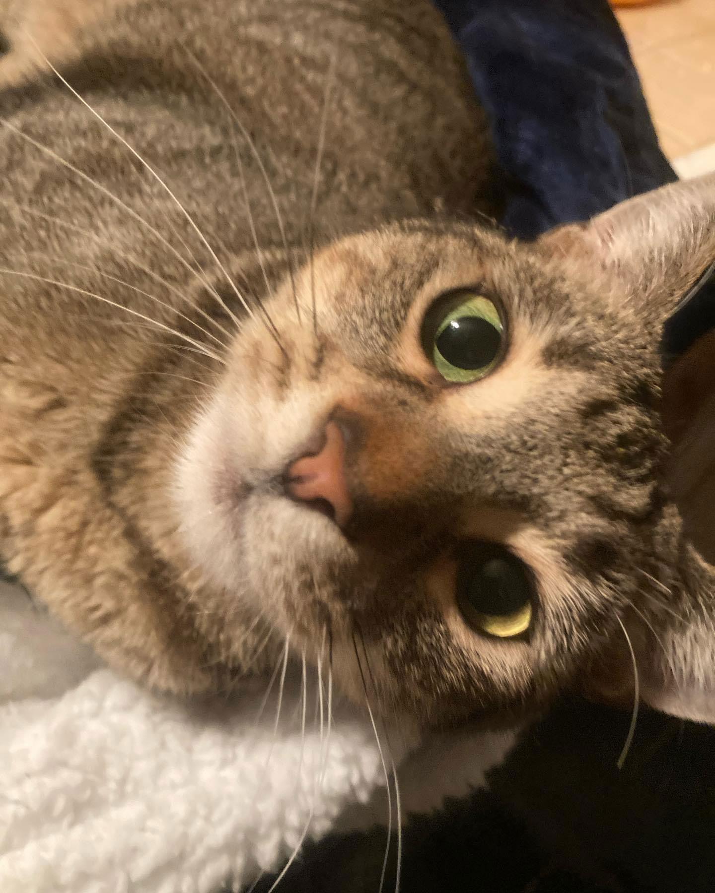 Enlarge Iggy, a Adoptable Domestic Short Hair in Los Alamitos, CA image 2/3