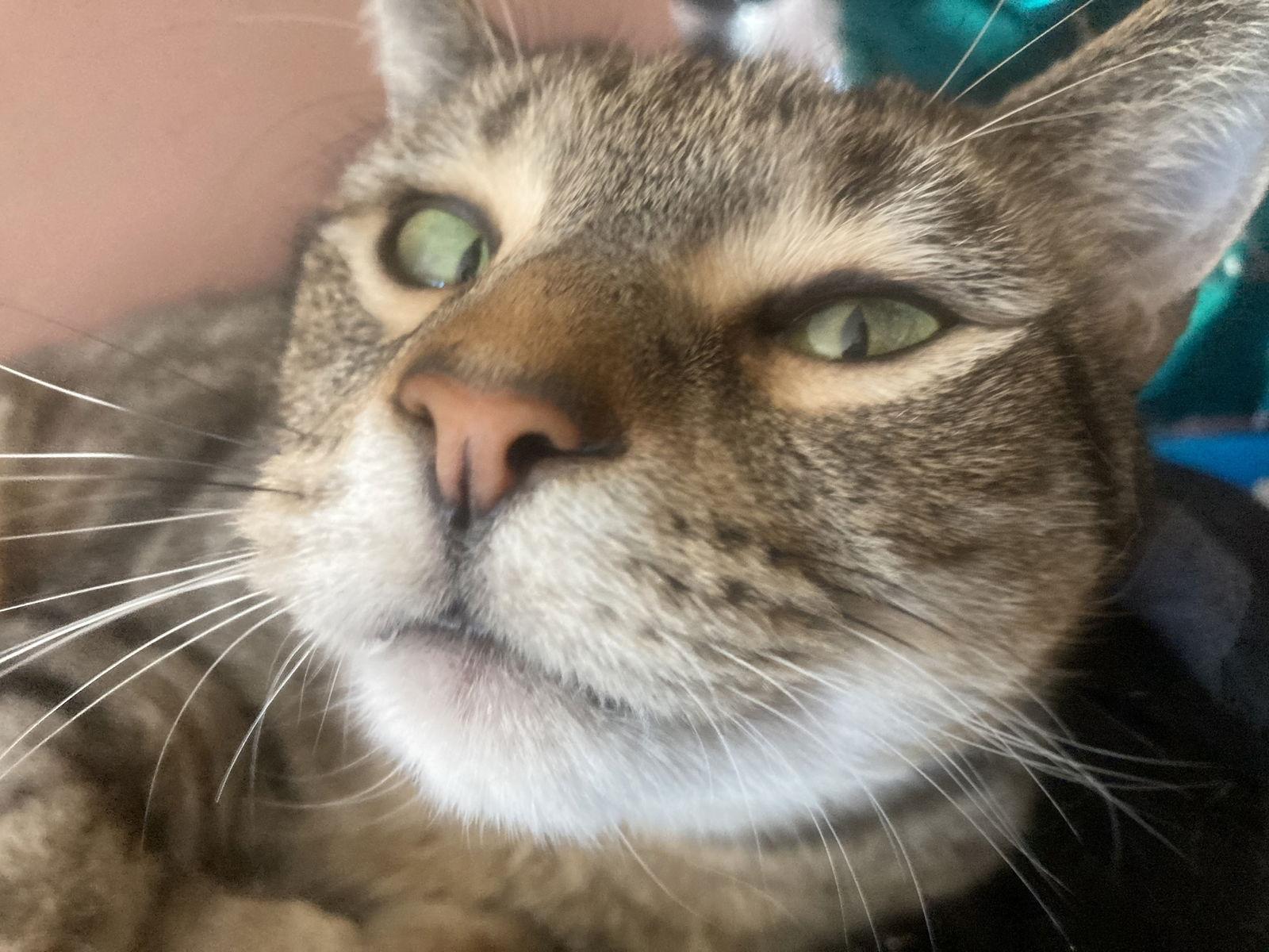 Enlarge Iggy, a Adoptable Domestic Short Hair in Los Alamitos, CA image 3/3