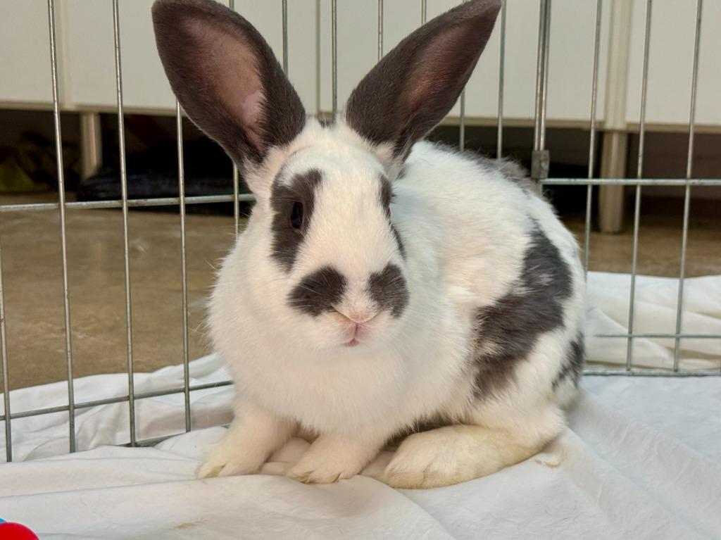 Target, Adoptable, Young Male English Spot.