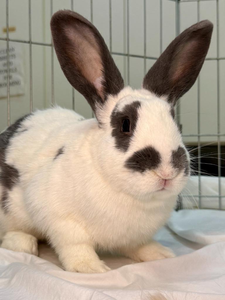 Enlarge Target, a Adoptable English Spot in Pflugerville, TX image 2/3