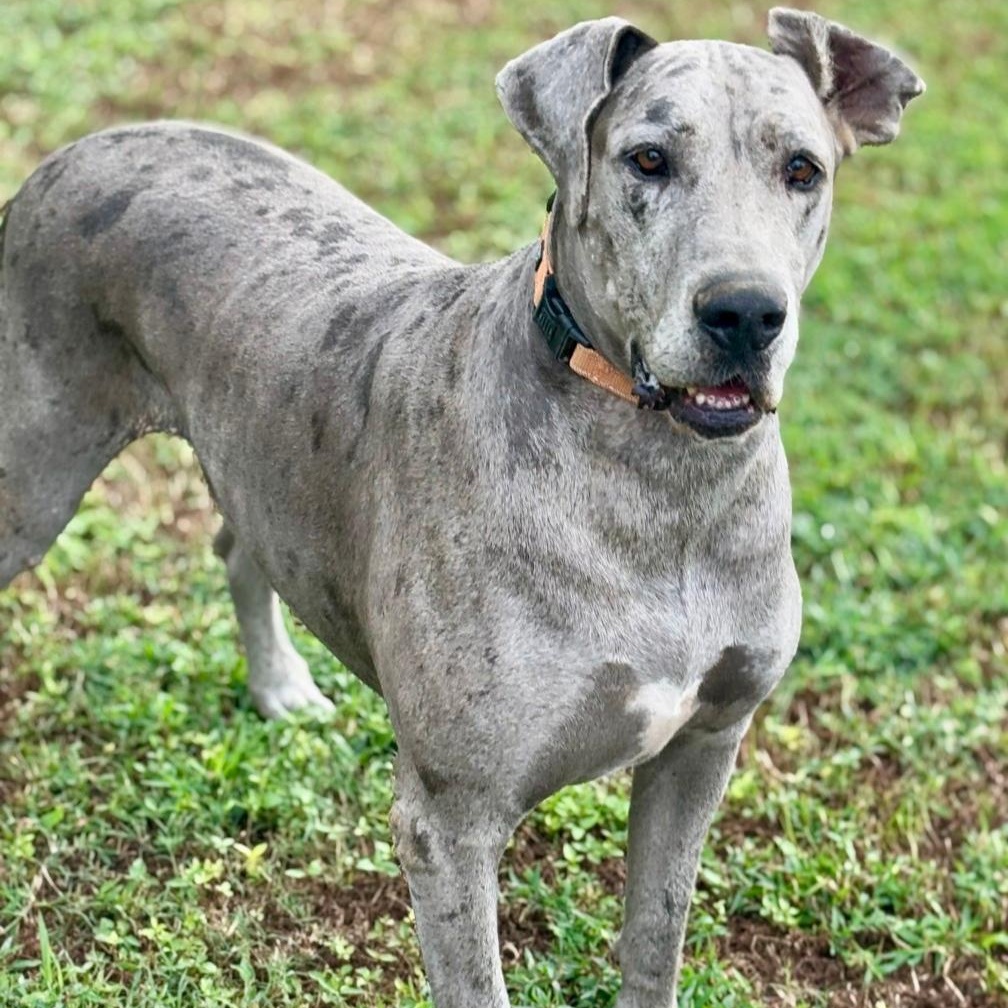 Daisy, a Adoptable Great Dane in Joppa, AL image 5/6