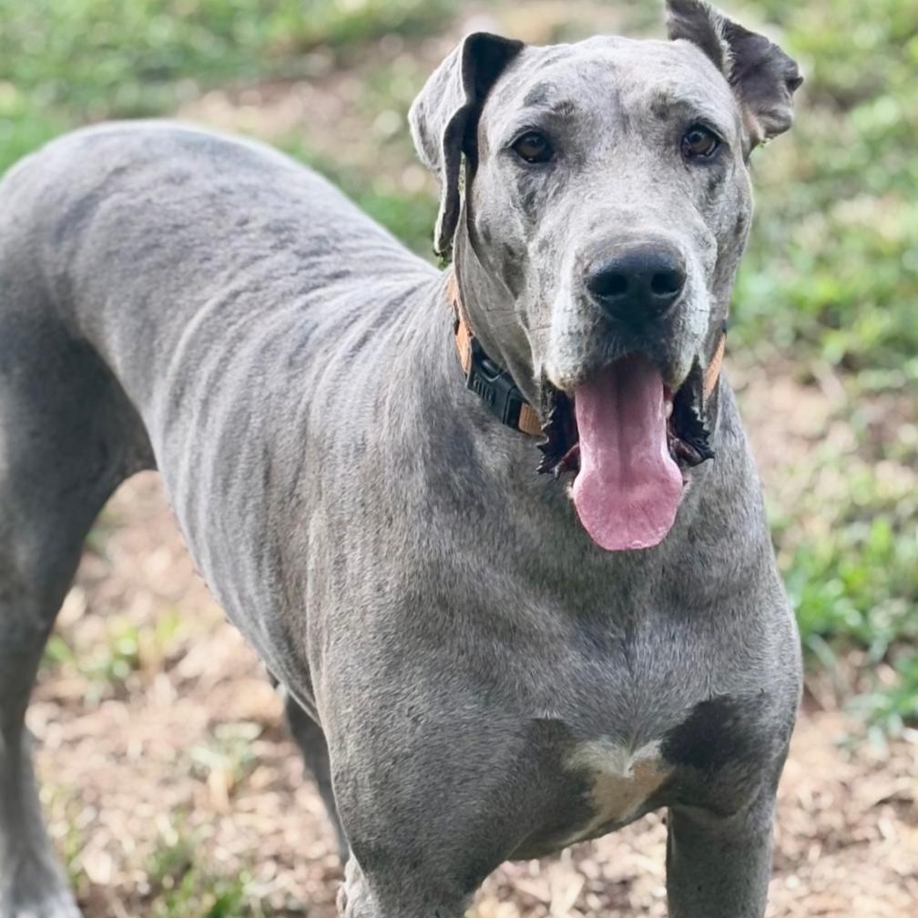 Daisy, a Adoptable Great Dane in Joppa, AL image 3/6