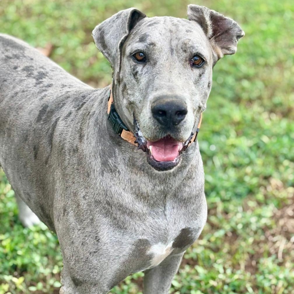 Daisy, Adoptable, Adult Female Great Dane.