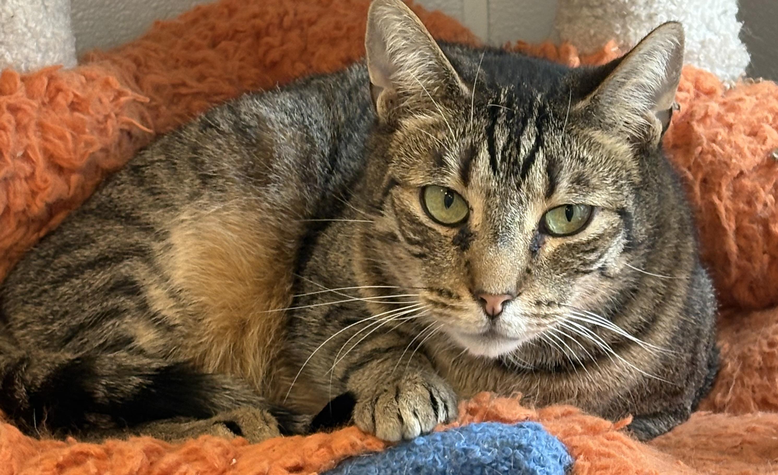 Fizzy, Adoptable, Young Male Domestic Short Hair.