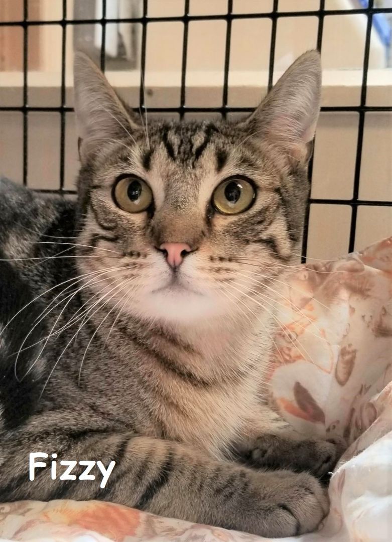 Enlarge Fizzy, a Adoptable Domestic Short Hair in Warwick, NY image 2/3