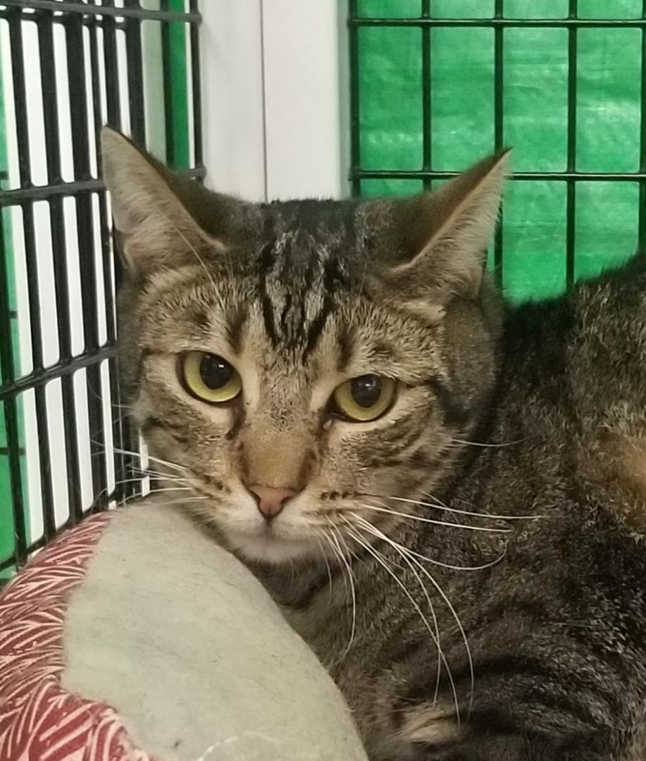 Enlarge Fizzy, a Adoptable Domestic Short Hair in Warwick, NY image 3/3