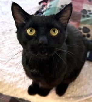 LEVI, Adoptable, Young Male Domestic Short Hair.