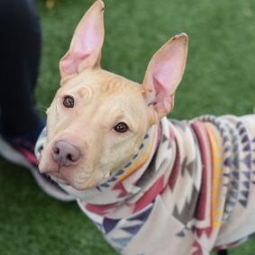 Enlarge Princess, a Adoptable Mixed Breed in New York, NY image 1/3