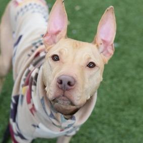 Enlarge Princess, a Adoptable Mixed Breed in New York, NY image 2/3