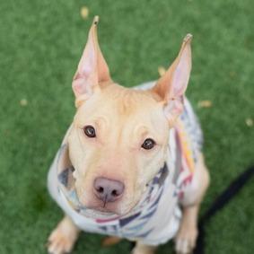 Enlarge Princess, a Adoptable Mixed Breed in New York, NY image 3/3