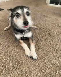 Benzi, ADOPTABLE, Adult Male Parson Russell Terrier.