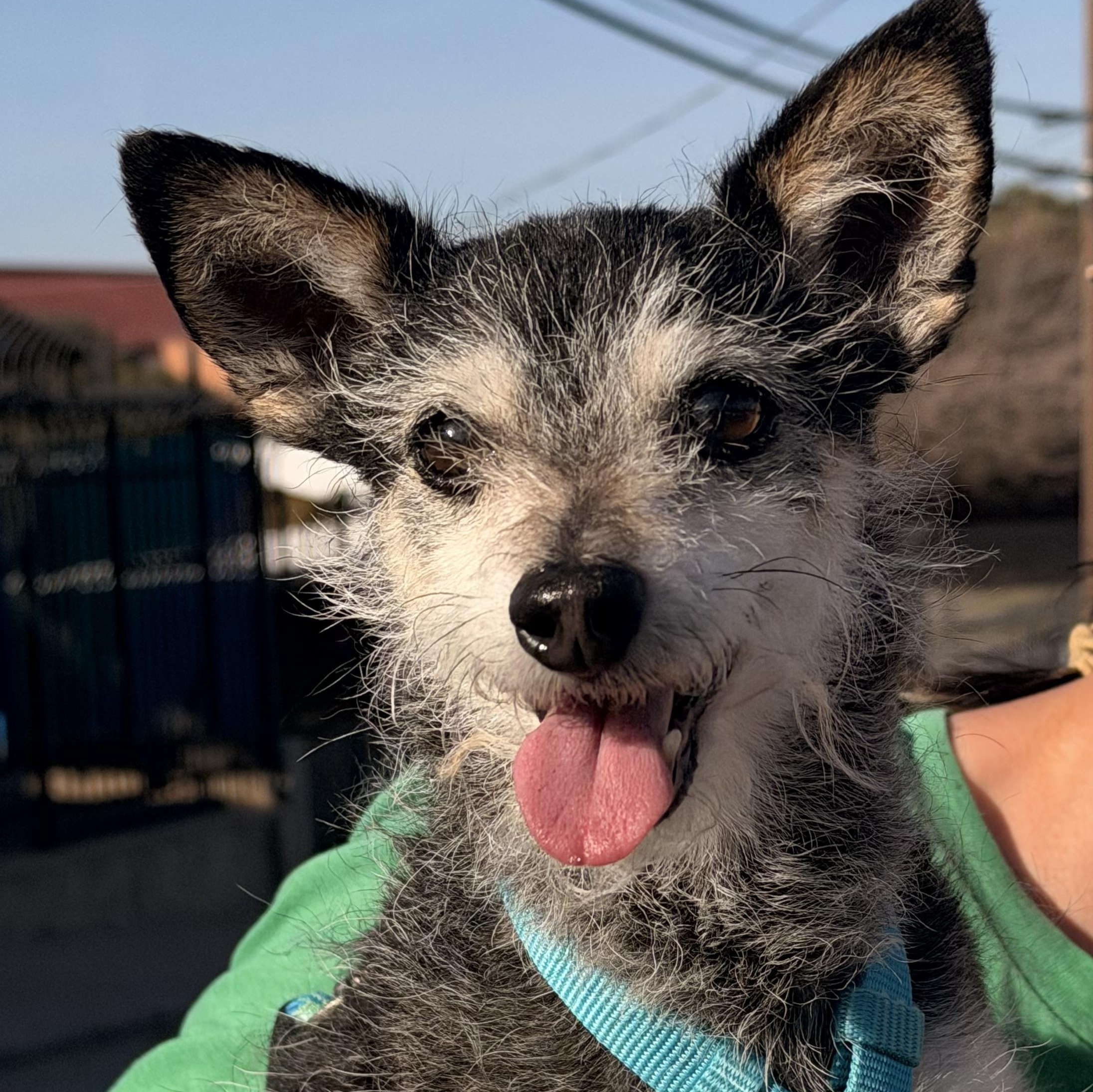 Benzi, a ADOPTABLE mixed breed in Saratoga Springs, NY image 3/6