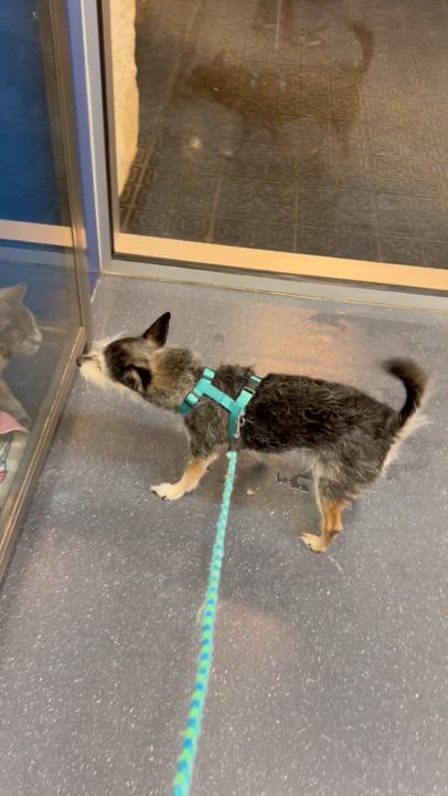 Enlarge Benzi, a ADOPTABLE mixed breed in Saratoga Springs, NY video 6/6