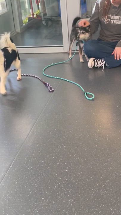 Enlarge Benzi, a ADOPTABLE mixed breed in Saratoga Springs, NY video 2/6