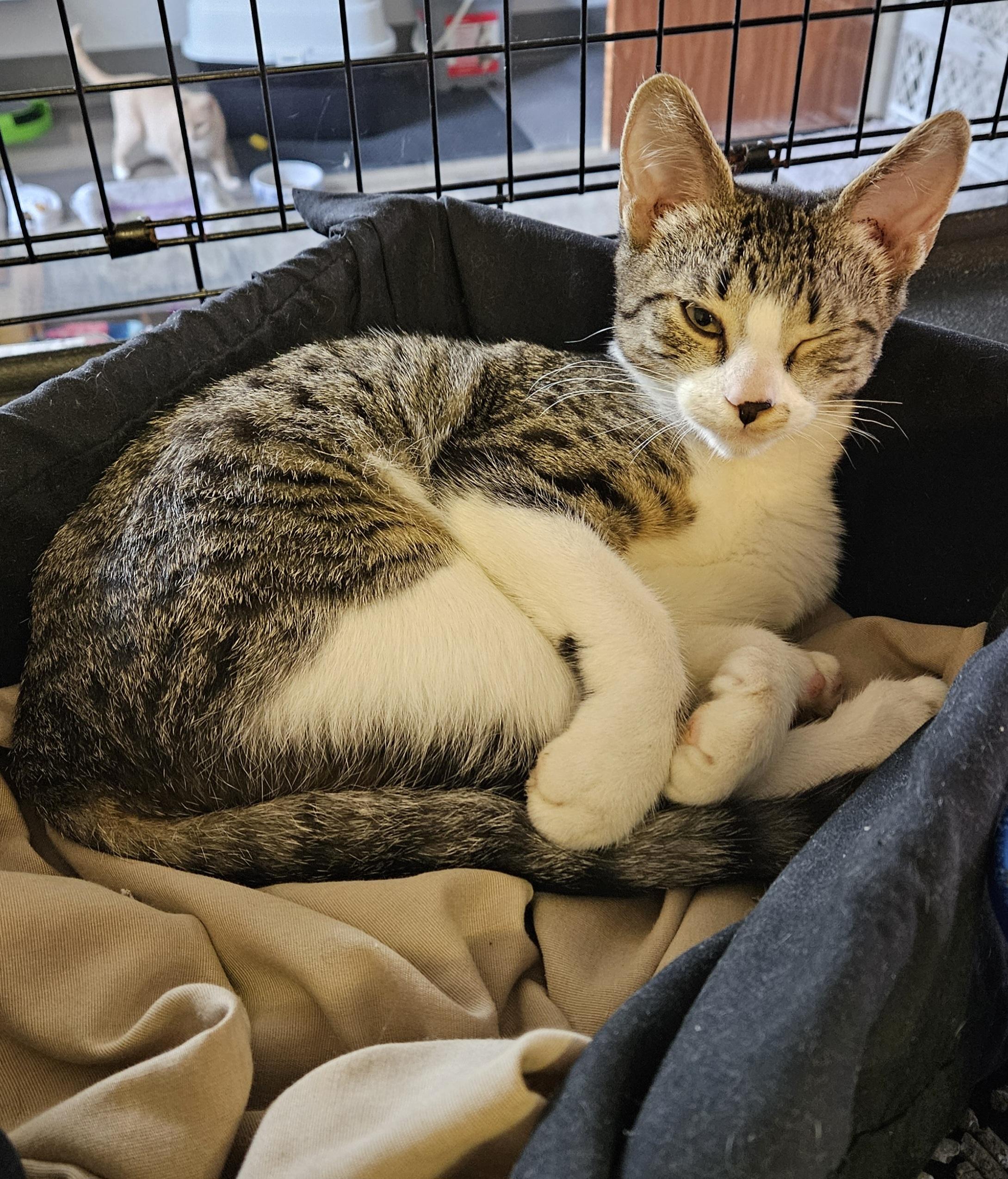 Edward, an adopted Domestic Short Hair in Brockport, NY image 6/6
