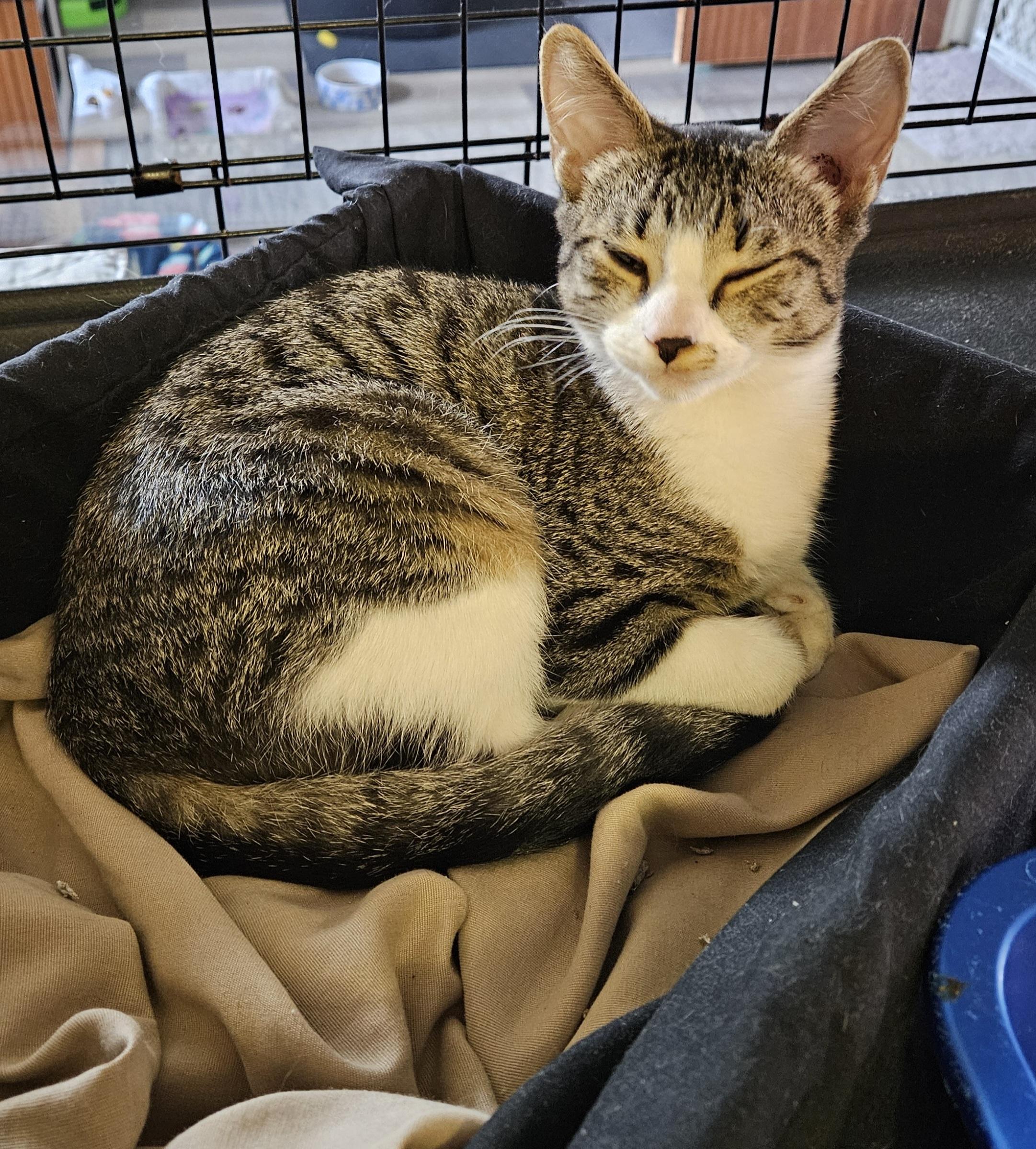 Edward, adopted, Kitten Male Domestic Short Hair.