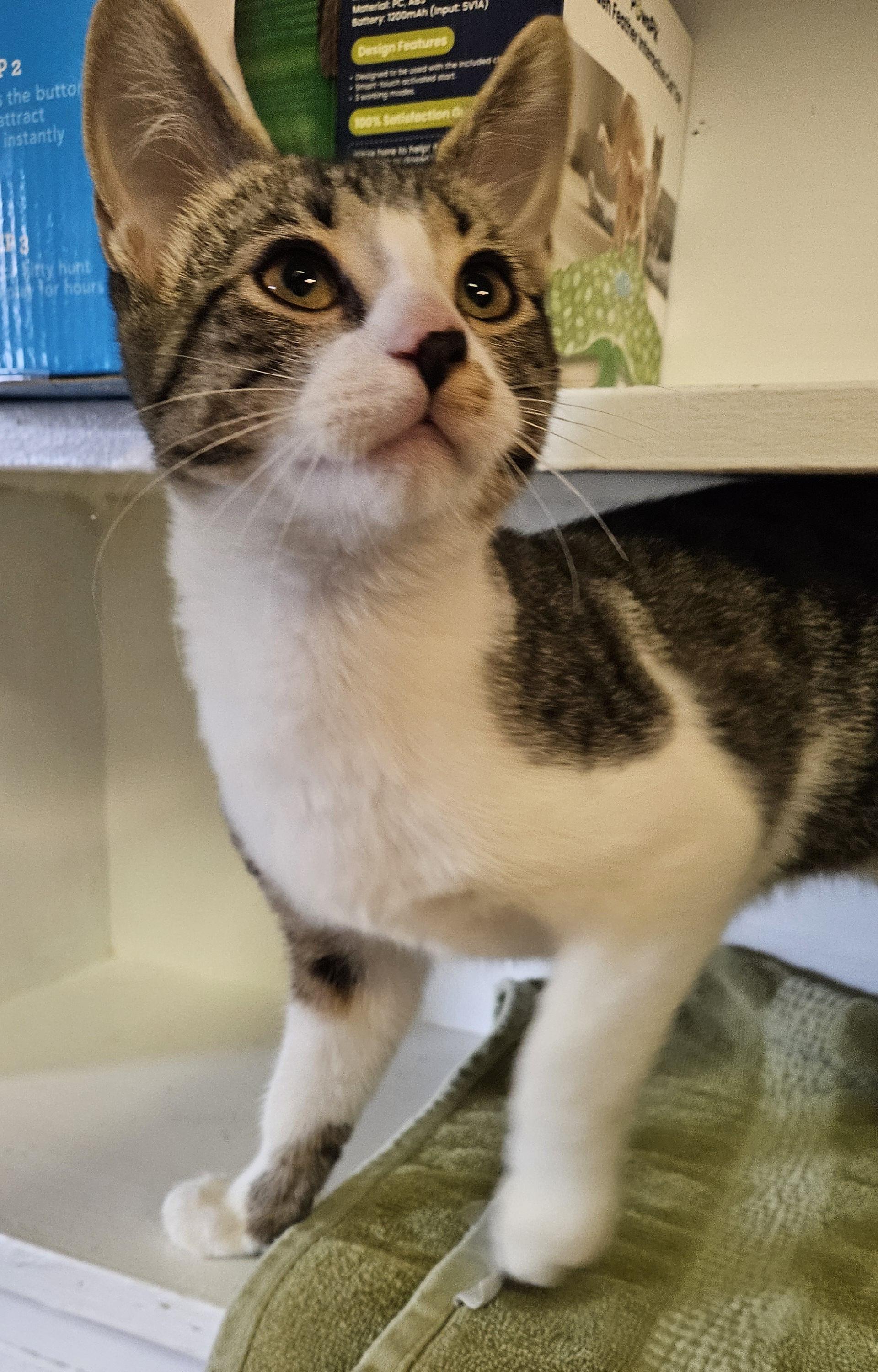 Edward, an adopted Domestic Short Hair in Brockport, NY image 4/6