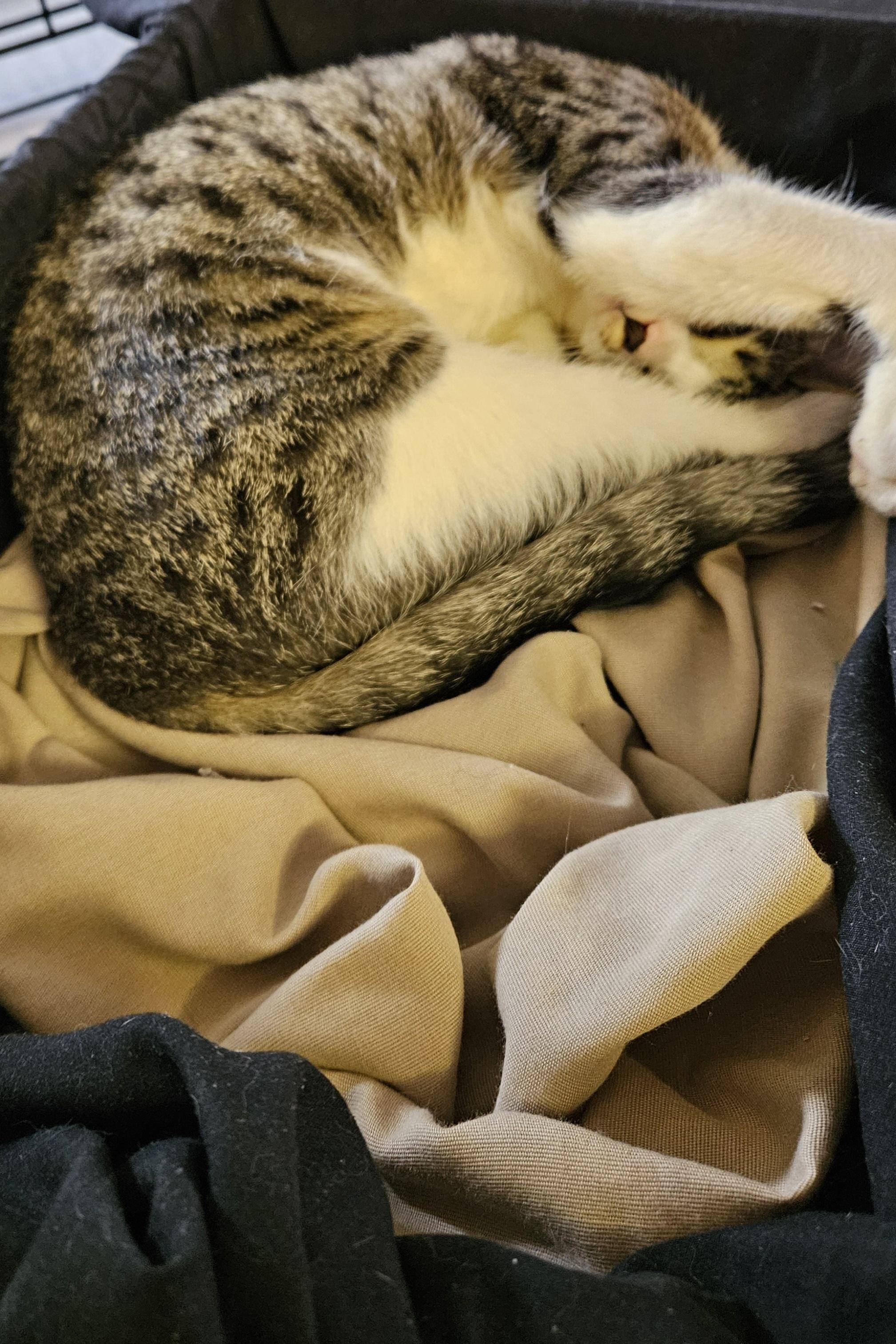 Edward, an adopted Domestic Short Hair in Brockport, NY image 2/6