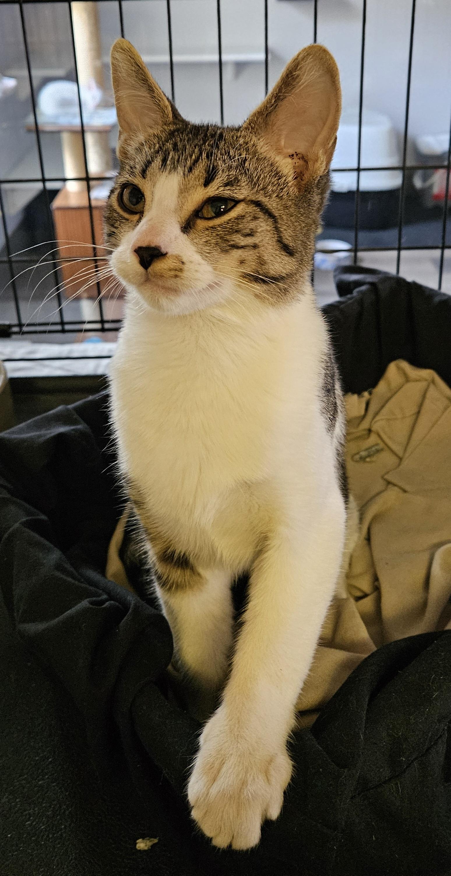 Edward, an adopted Domestic Short Hair in Brockport, NY image 3/6