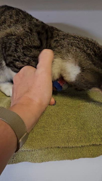 Enlarge Edward, an adopted Domestic Short Hair in Brockport, NY video 5/6