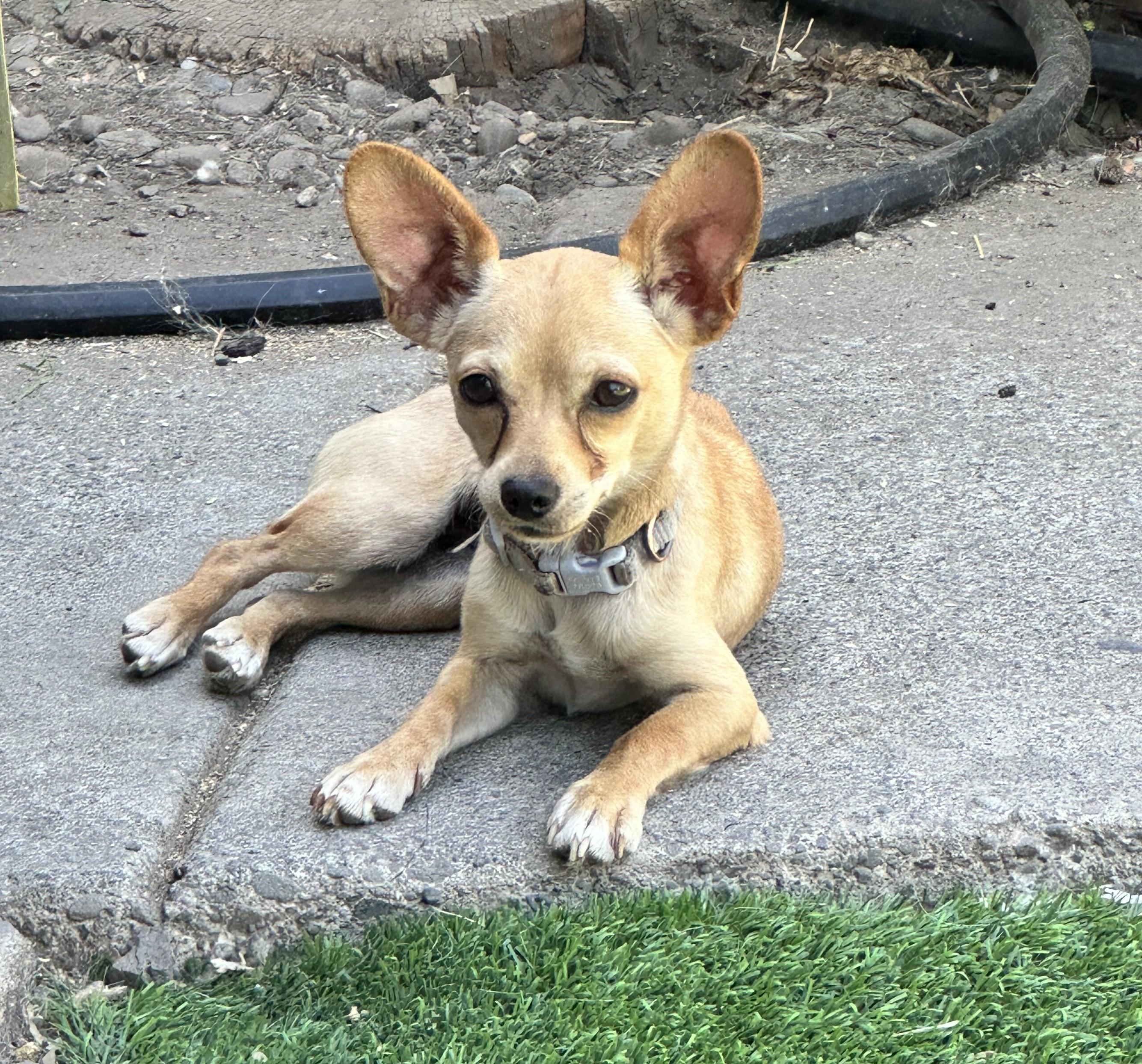 Enlarge Pumpkin, a ADOPTABLE mixed breed in San Jose, CA image 2/2