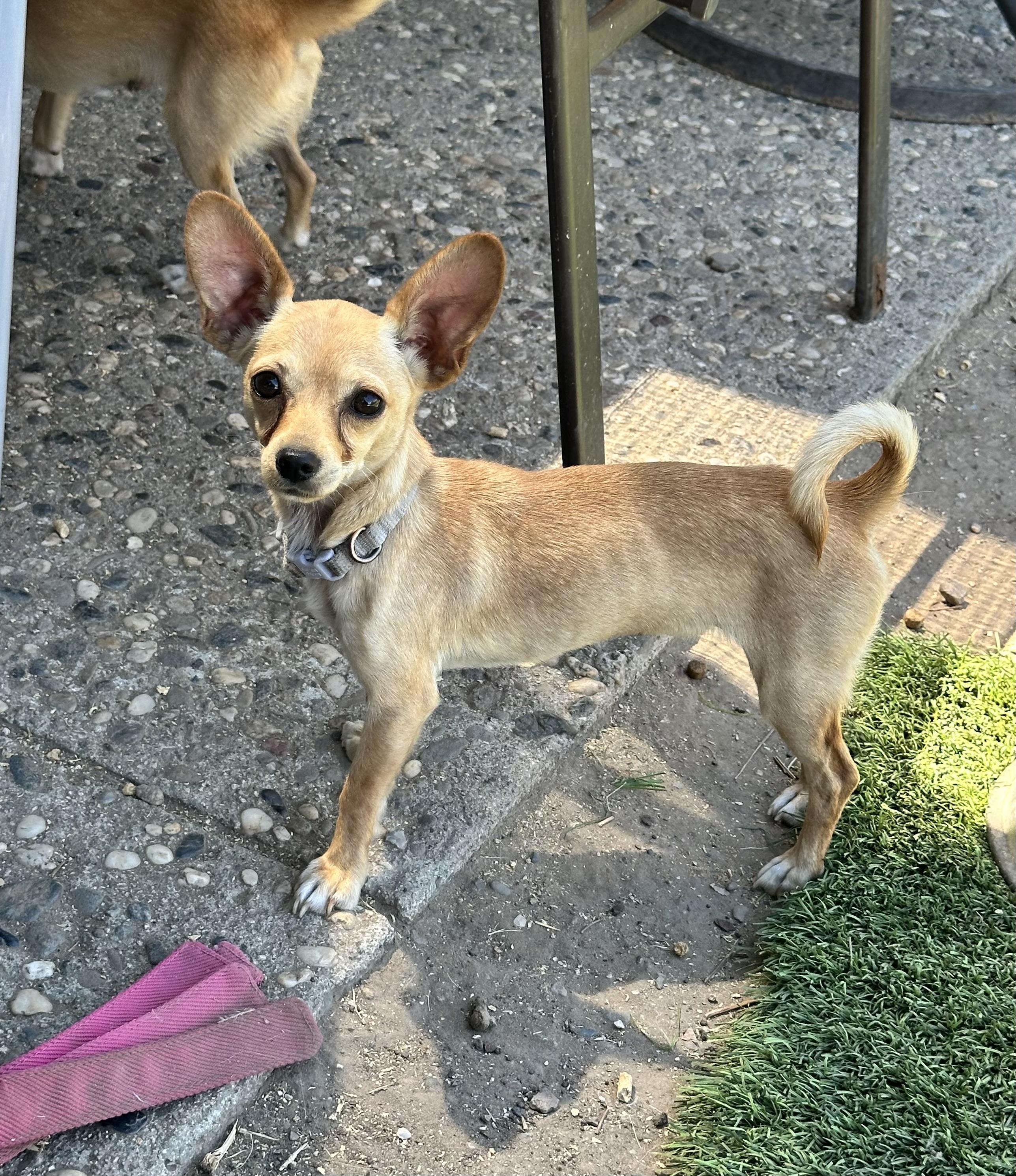 Pumpkin, ADOPTABLE, Adult Female Chihuahua.