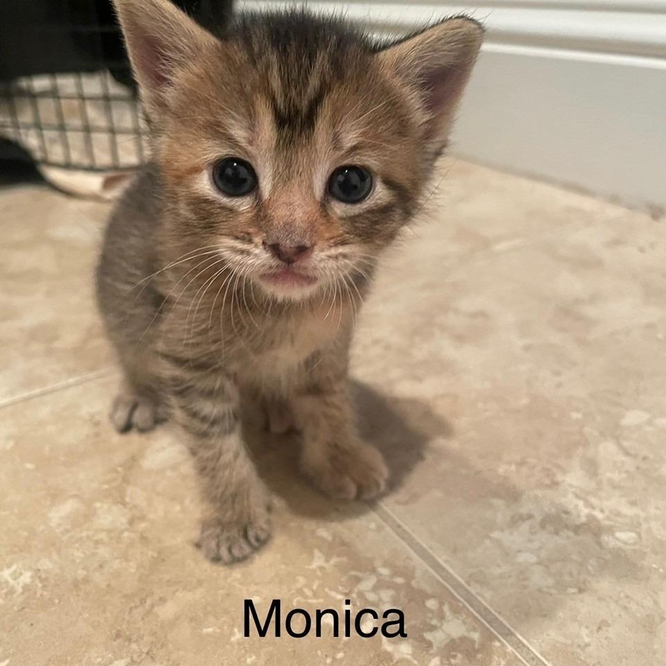 Monica, Adoptable, Kitten Female Domestic Short Hair.
