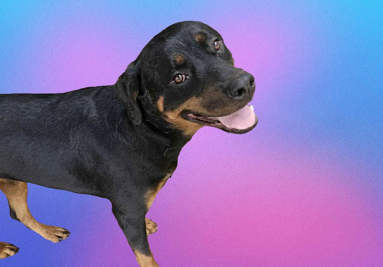 Zora the Explorer, a Adoptable Rottweiler in Mooresville, NC image 2/3