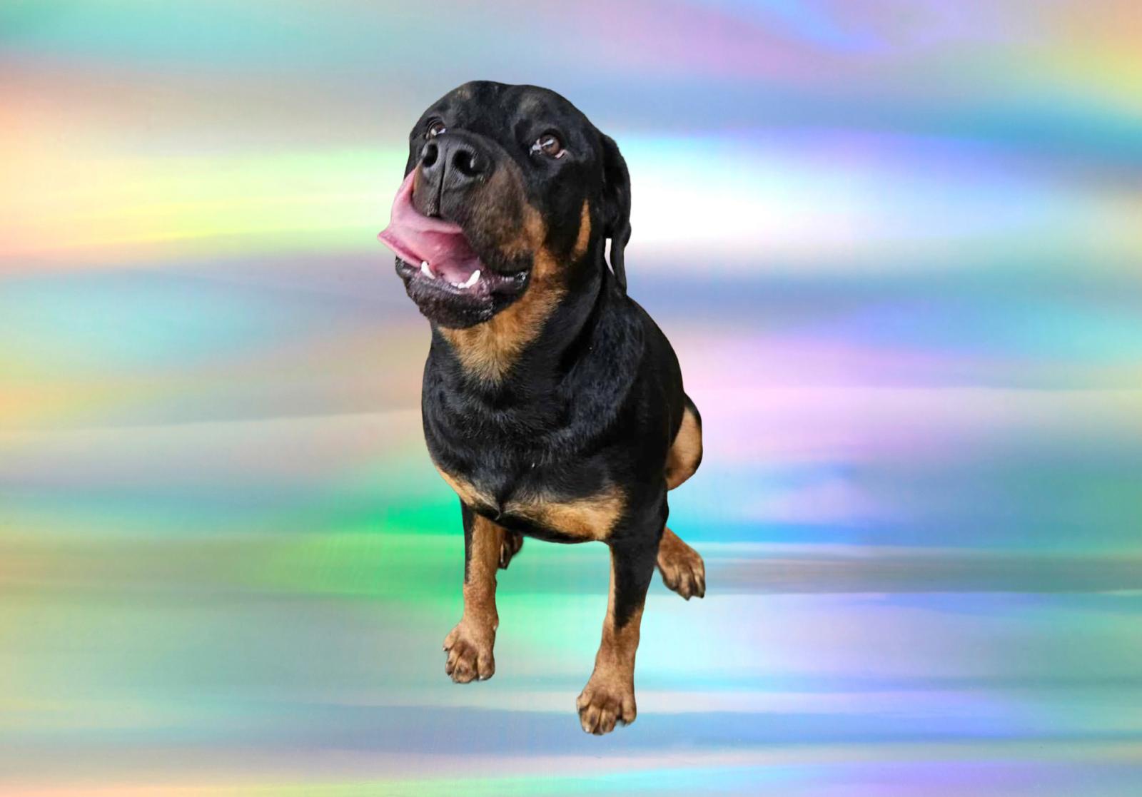Zora the Explorer, a Adoptable Rottweiler in Mooresville, NC image 3/3