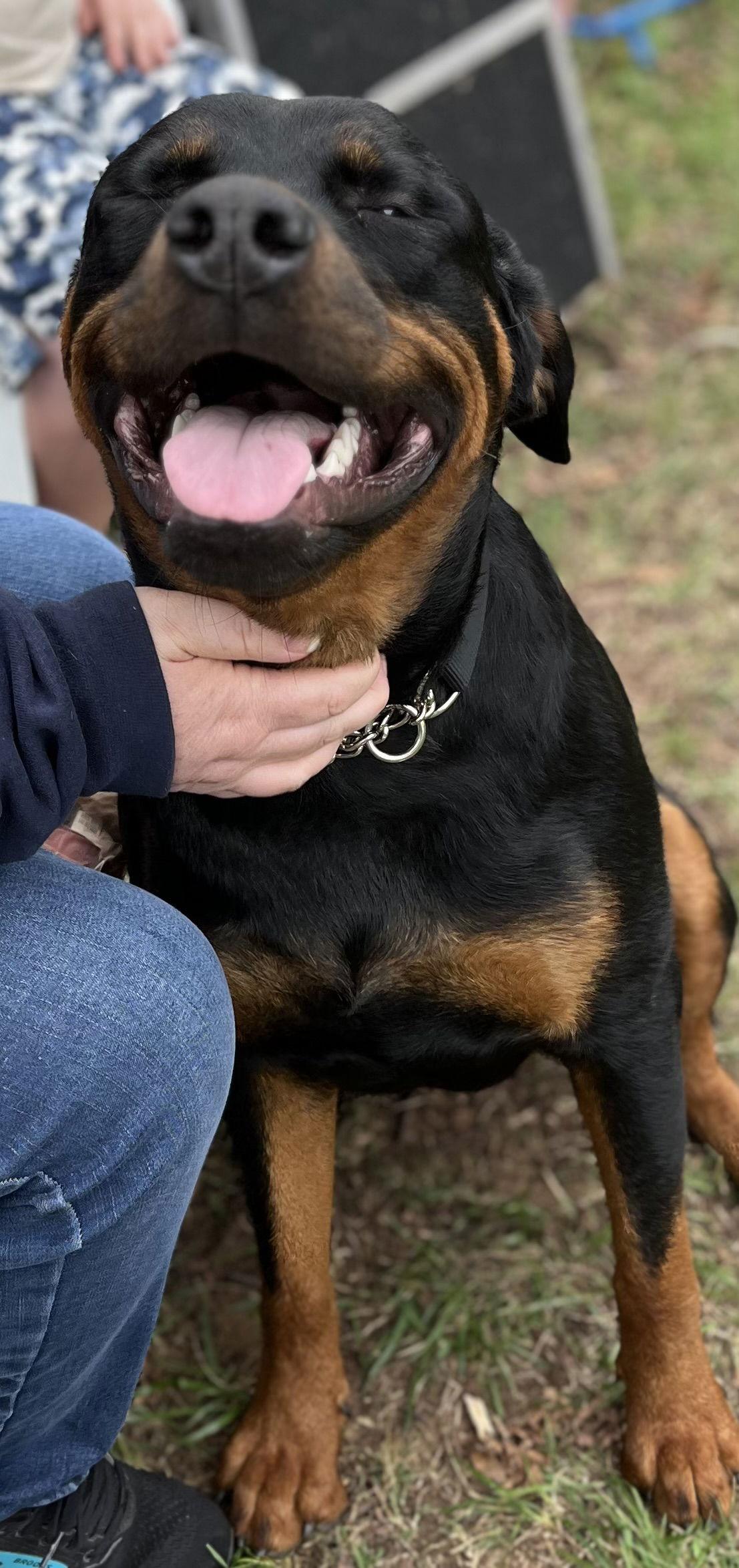 Enlarge Zora the Explorer, a Adoptable Rottweiler in Mooresville, NC image 3/3