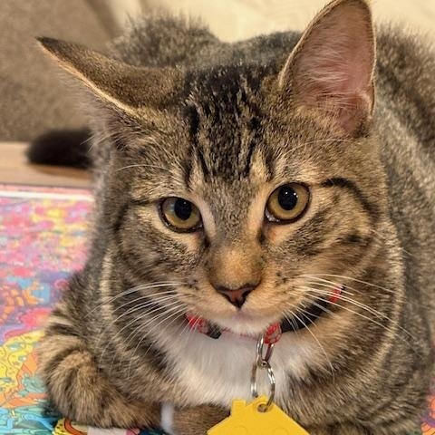 Enlarge Willa, a Adoptable Domestic Short Hair in Portland, OR image 1/6