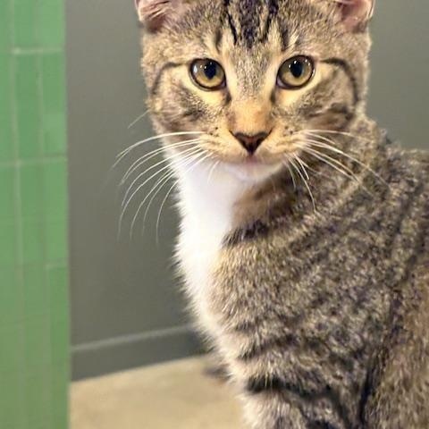 Enlarge Willa, a Adoptable Domestic Short Hair in Portland, OR image 6/6