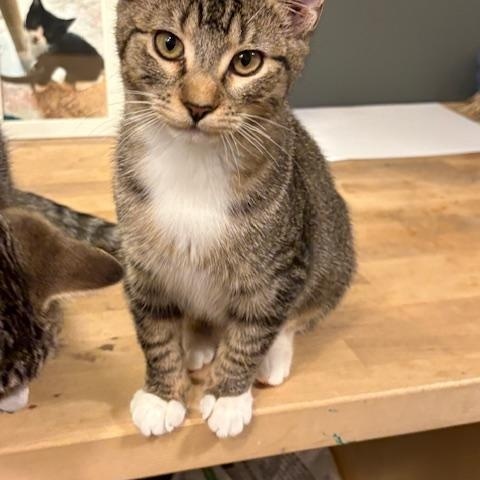 Willa, Adoptable, Kitten Female Domestic Short Hair.