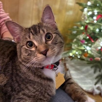 Meet Bootsy (formerly Willa)!, Adoptable, Kitten Female Domestic Short Hair.