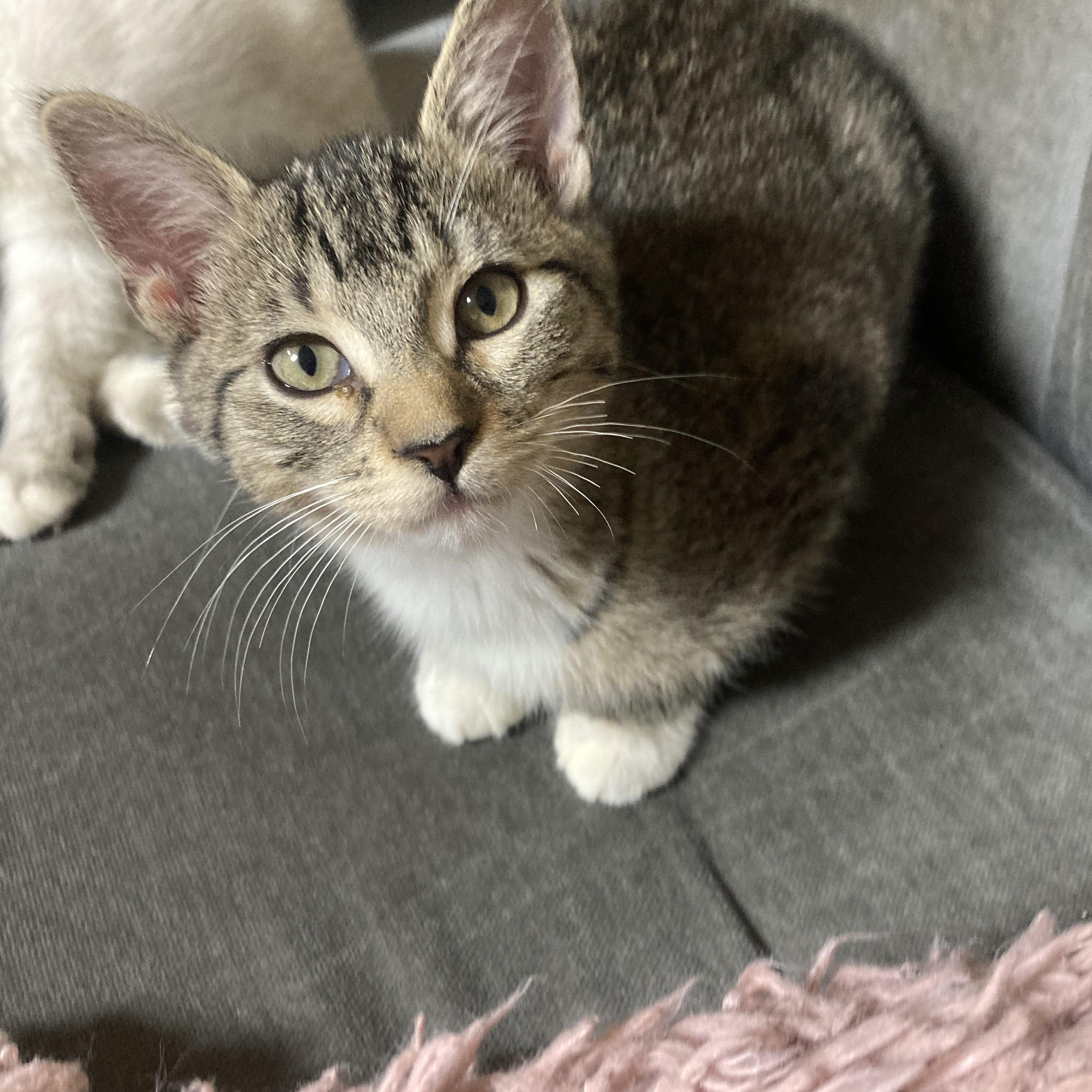 Enlarge Willa, a Adoptable Domestic Short Hair in Portland, OR image 4/6