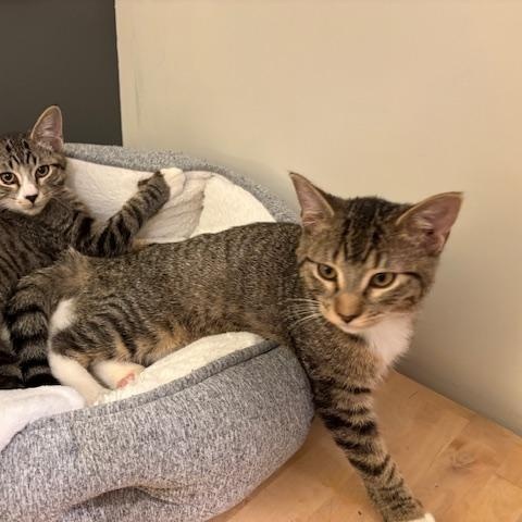 Enlarge Willa, a Adoptable Domestic Short Hair in Portland, OR image 5/6