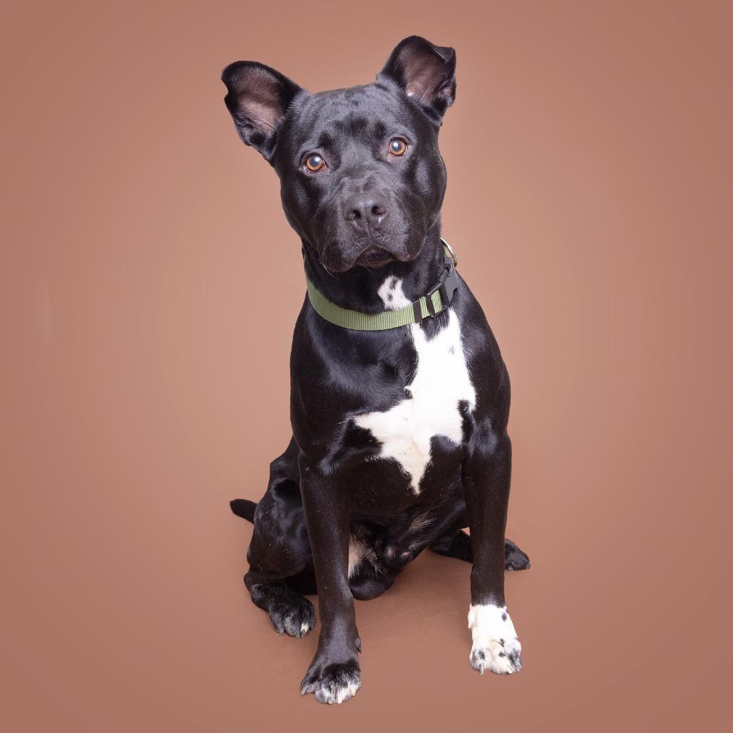 Sock, Adoptable, Adult Male Mixed Breed.