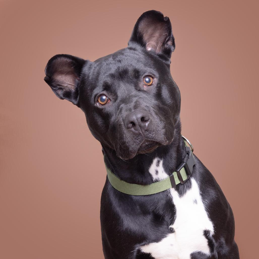 Enlarge Sock, a Adoptable Mixed Breed in Franklin, TN image 2/2