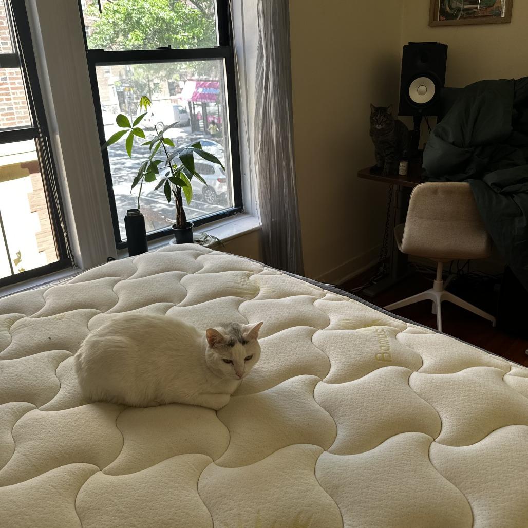 Queen's Gambit thumbnail 2