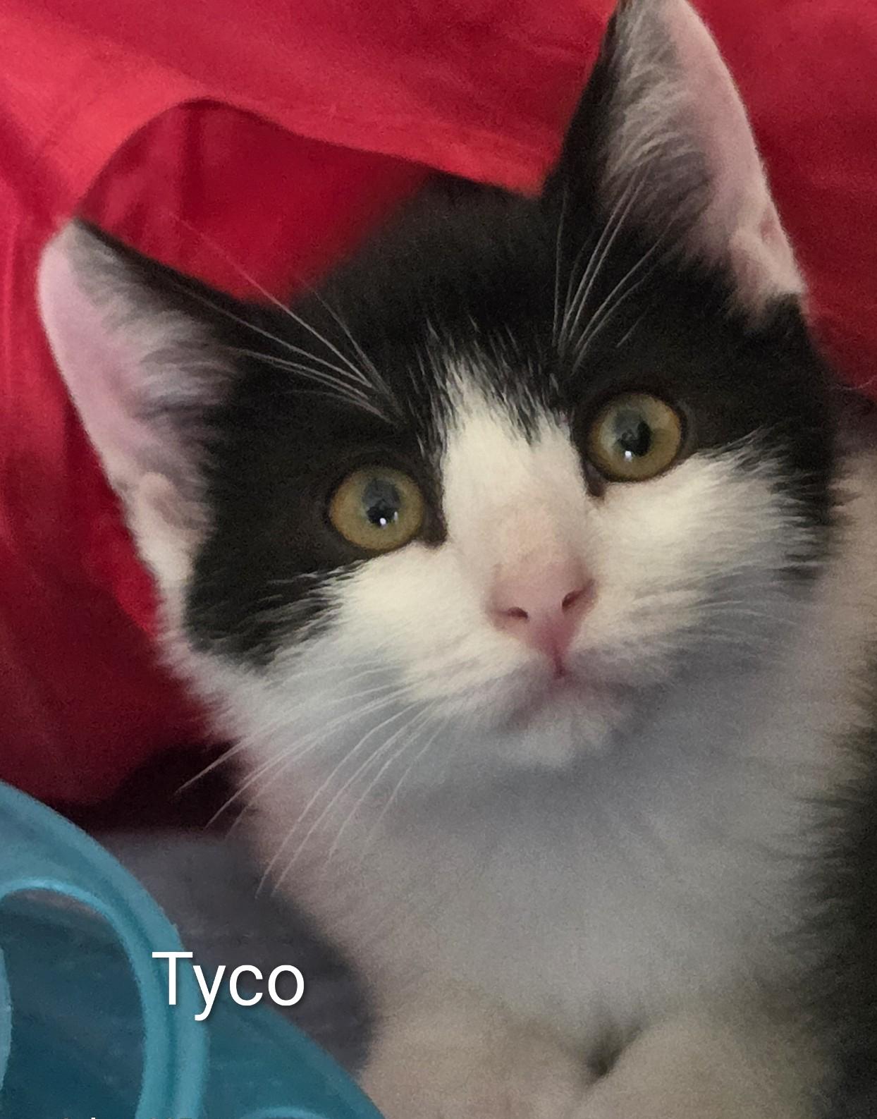Tyco, ADOPTABLE, Kitten Male Domestic Short Hair.